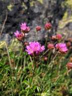 Image of Armeria bigerrensis (C. Vicioso & Beltrán) Rivas Martinez