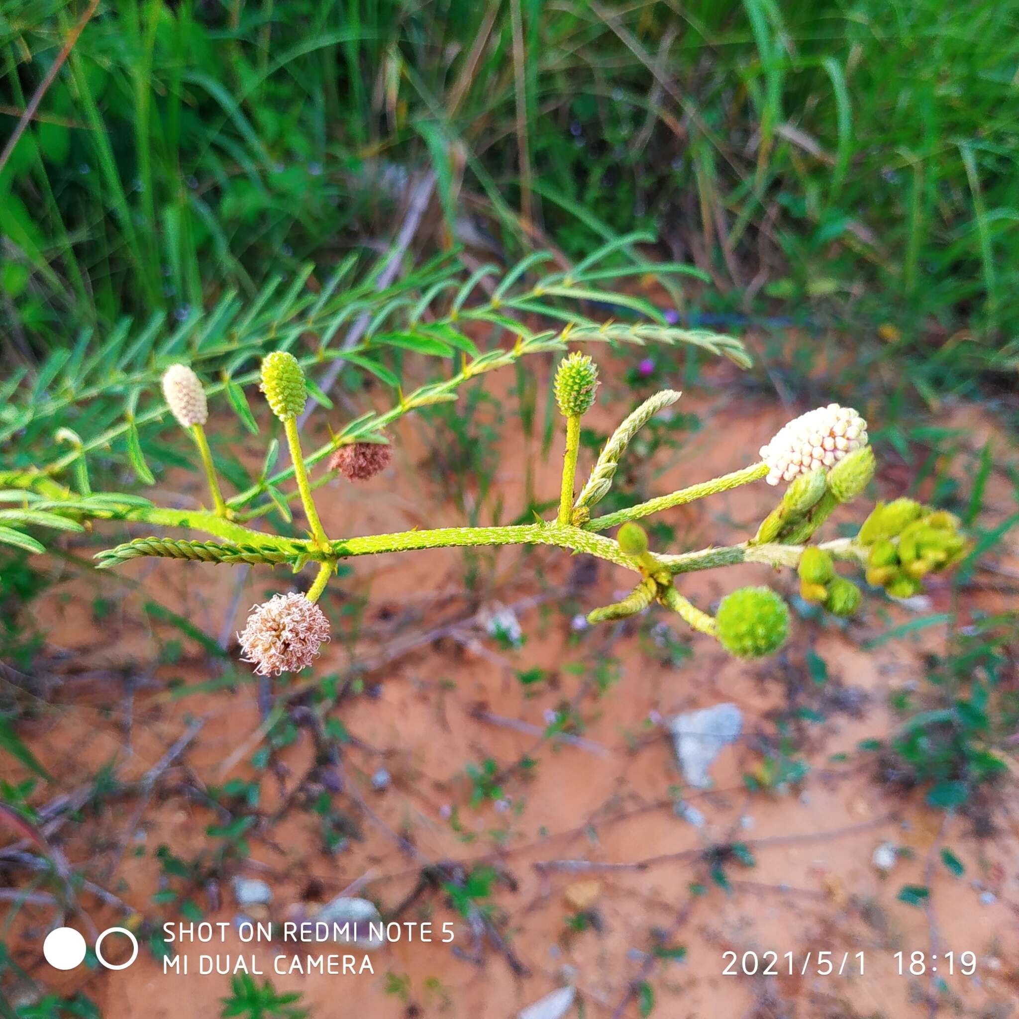 Plancia ëd Mimosa pigra var. pigra