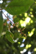 Plancia ëd Meliosma callicarpifolia Hayata