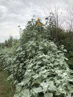 Слика од Helianthus argophyllus Torr. & A. Gray