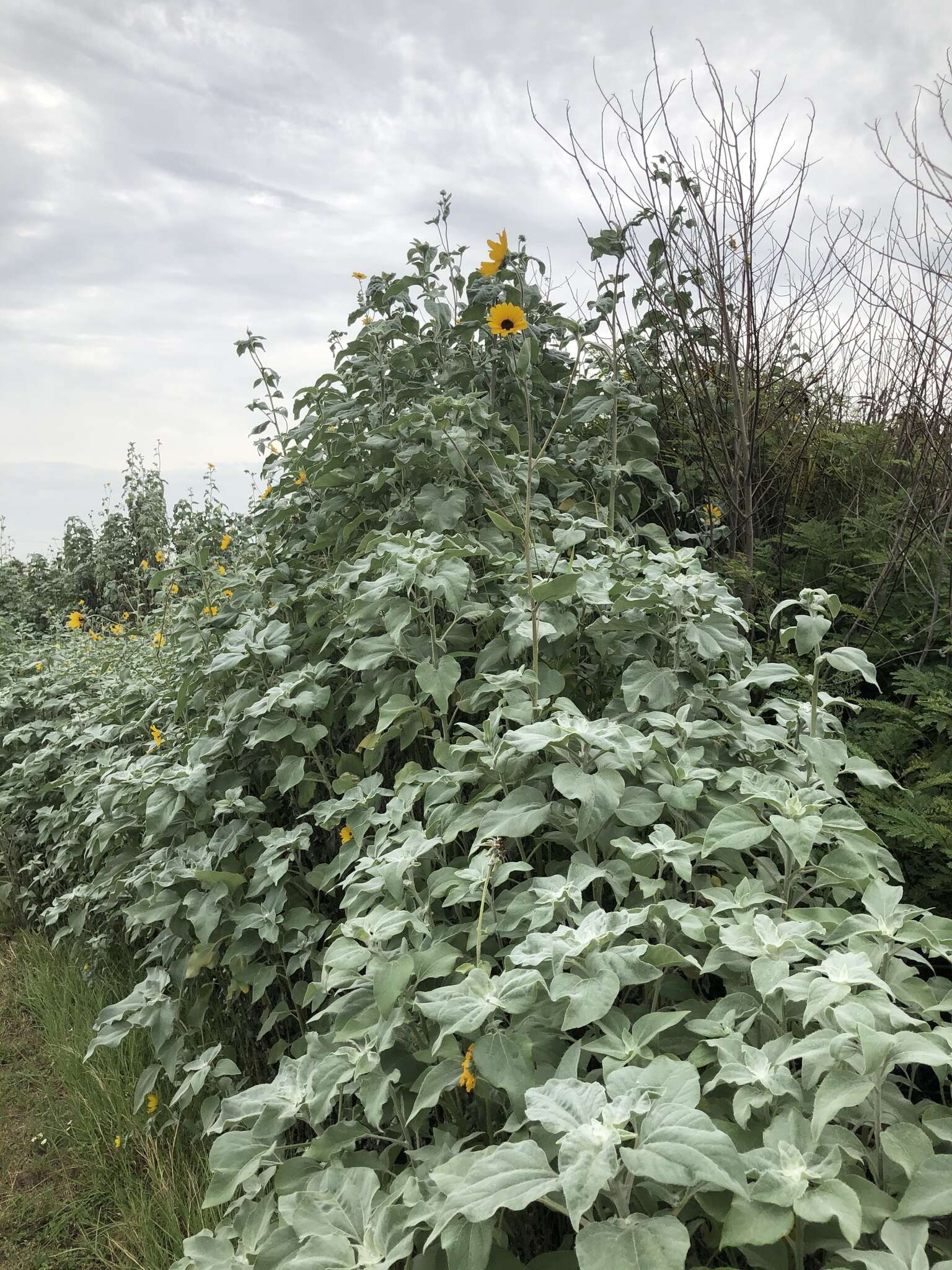 Слика од Helianthus argophyllus Torr. & A. Gray