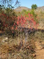 Image of Aloe branddraaiensis Groenew.