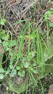 Image of Arthropodium candidum Raoul