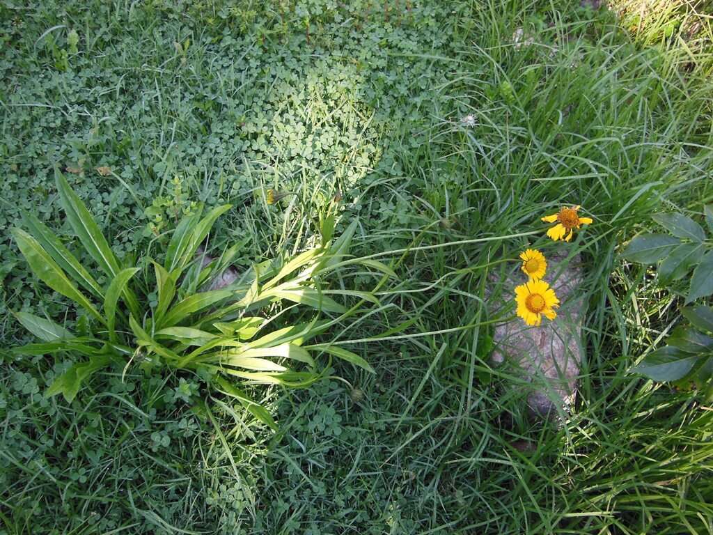 Helenium scorzonerifolium (DC.) A. Gray的圖片