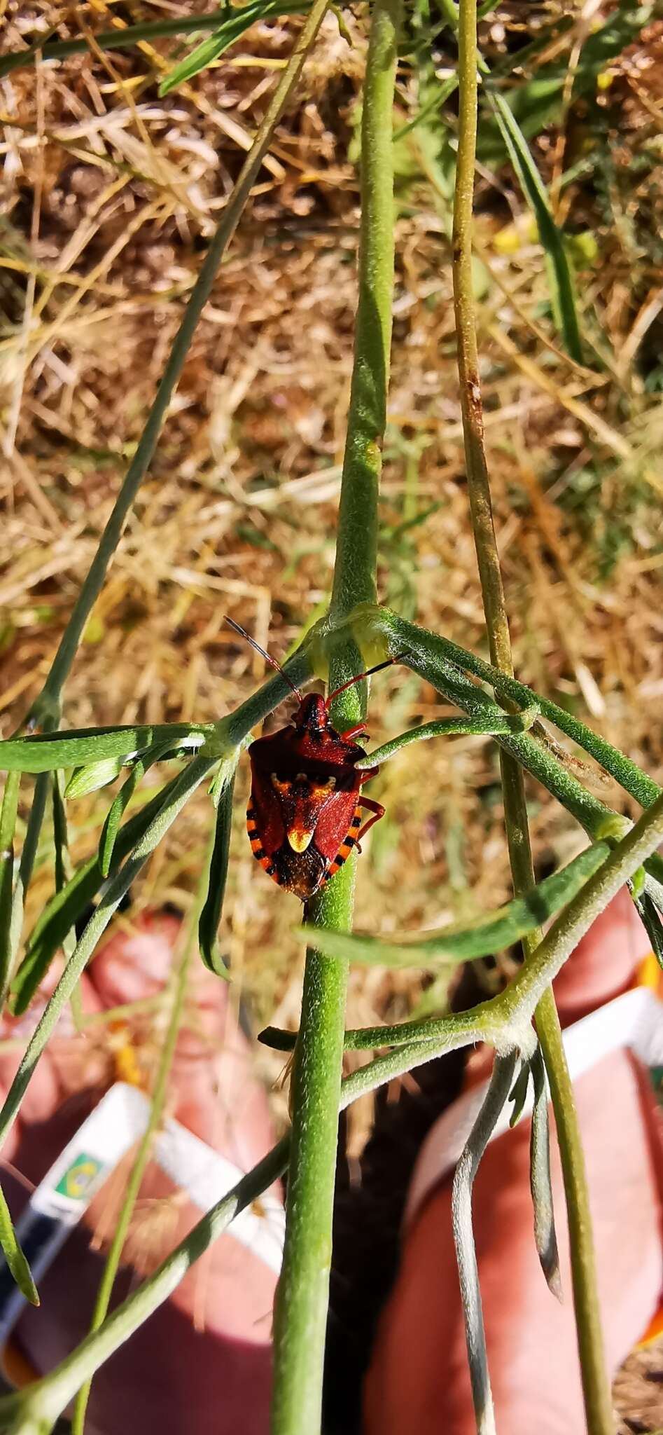 Слика од Codophila