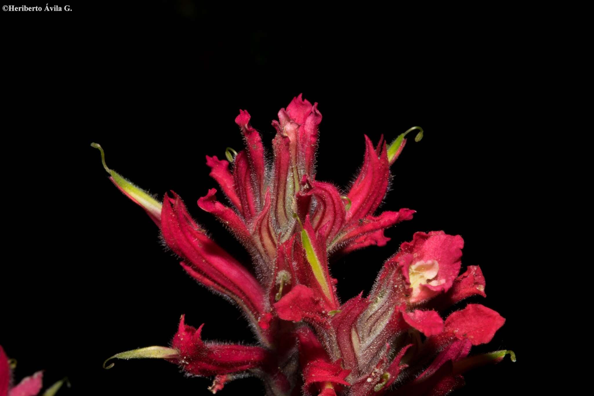 Image of Castilleja spiranthoides Standley