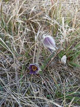 Image of Pulsatilla montana (Hoppe) Rchb.