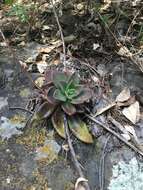 Image of Echeveria affinis Walther