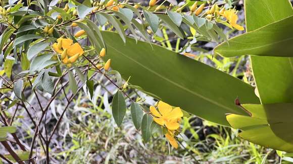 Imagem de Hypericum geminiflorum Hemsl.