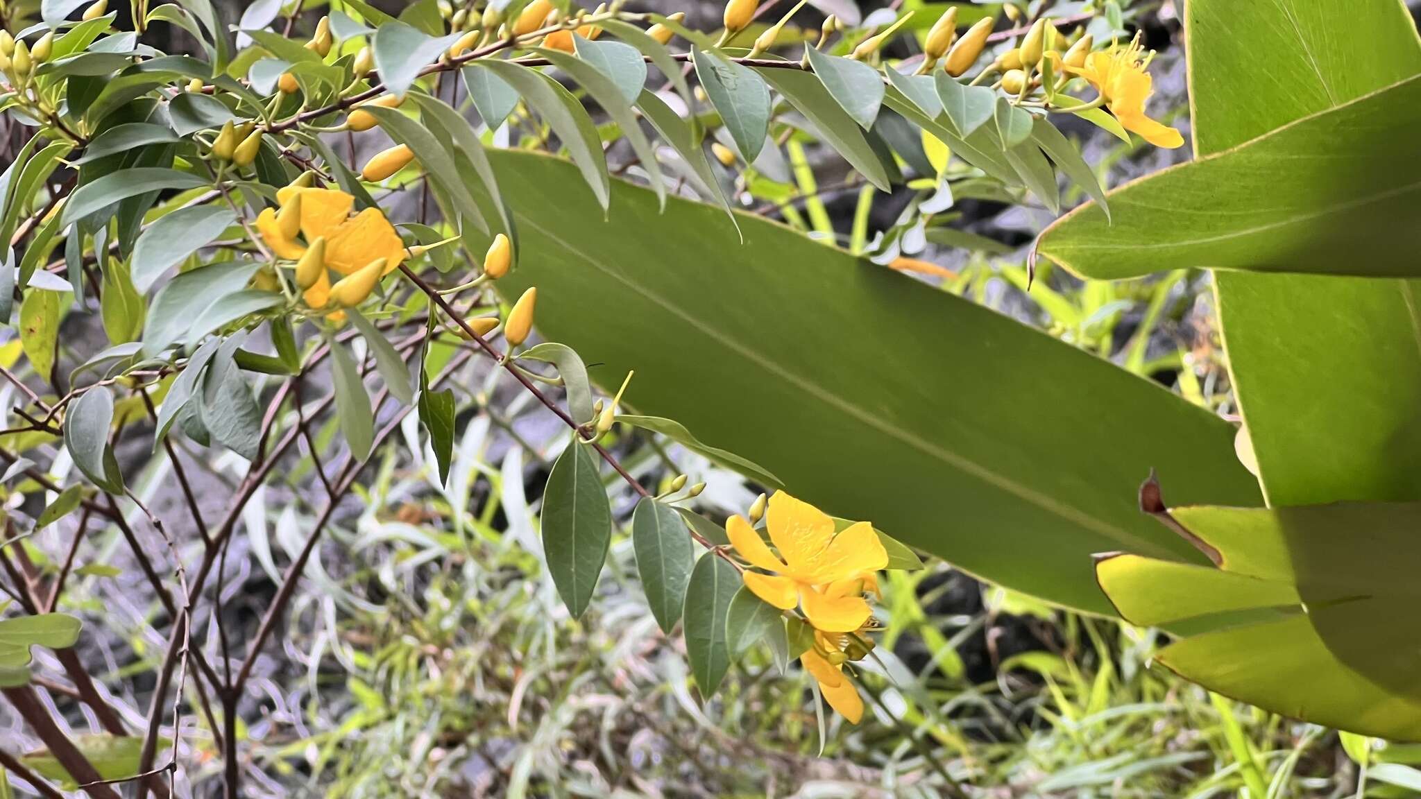 Image of Hypericum geminiflorum Hemsl.