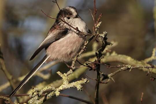 Aegithalos caudatus rosaceus Mathews 1938的圖片