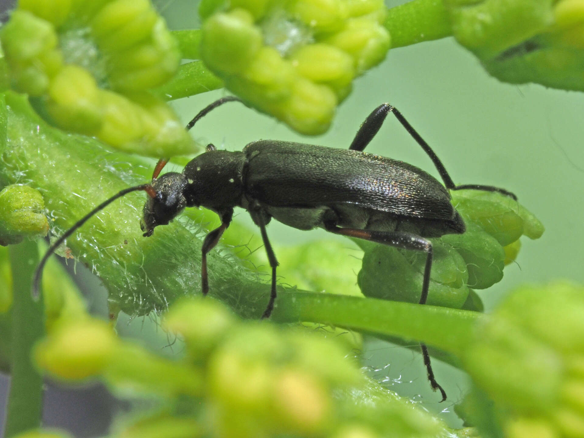 Imagem de Grammoptera ruficornis (Fabricius 1781)