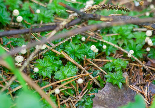 Image of rose rhodobryum moss