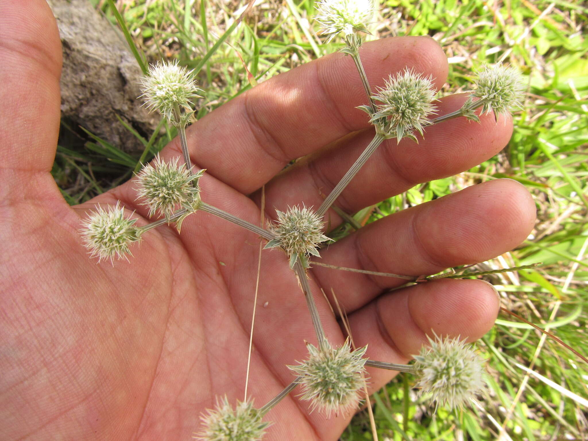 Eryngium nudicaule Lam. resmi