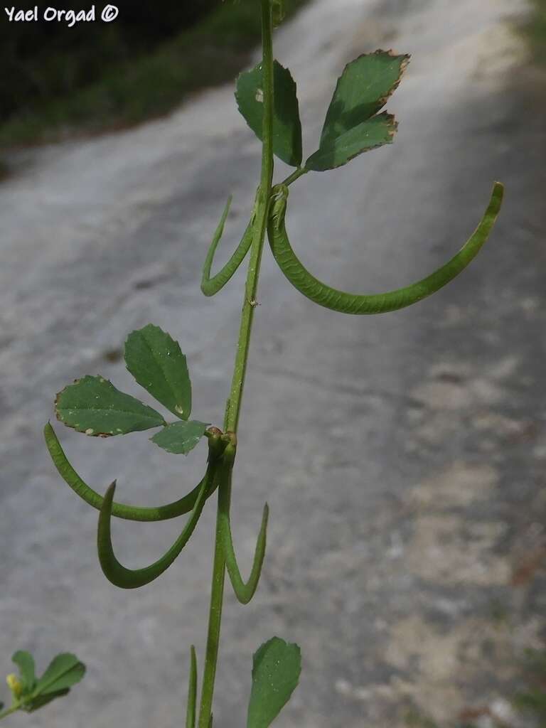 Image of Trigonella spinosa L.