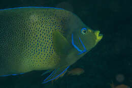 Image of Half-circled Angelfish