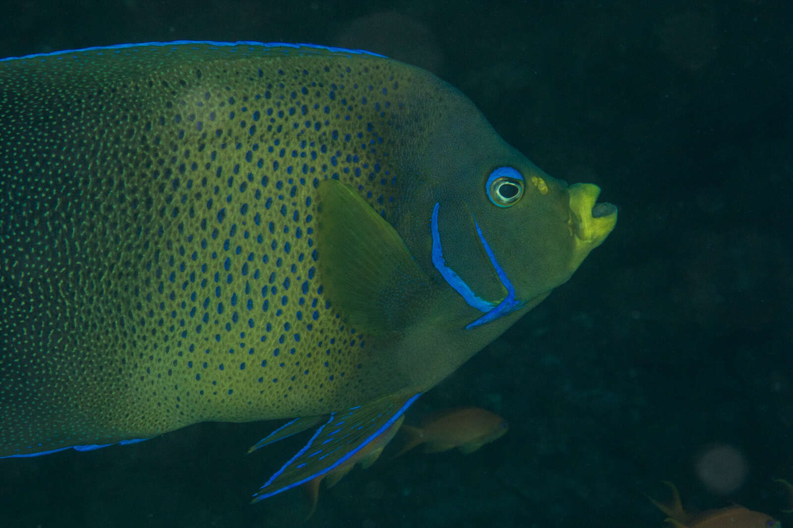 صورة Pomacanthus semicirculatus (Cuvier 1831)