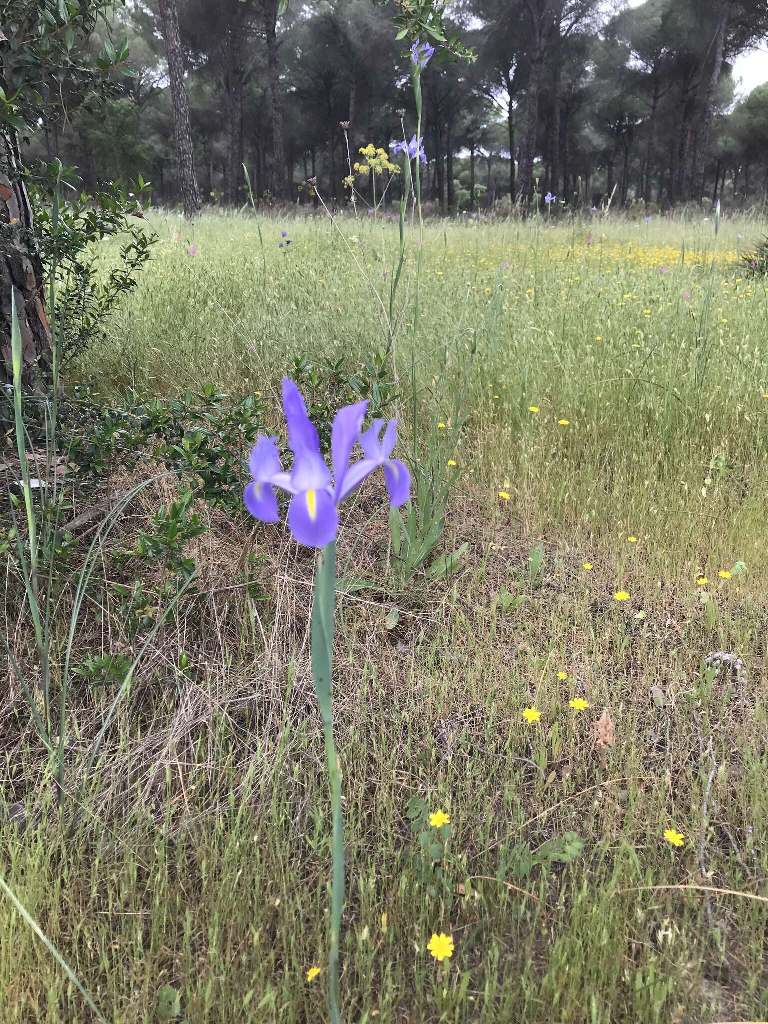 Image of Spanish iris