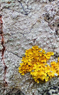 Image of rim lichen