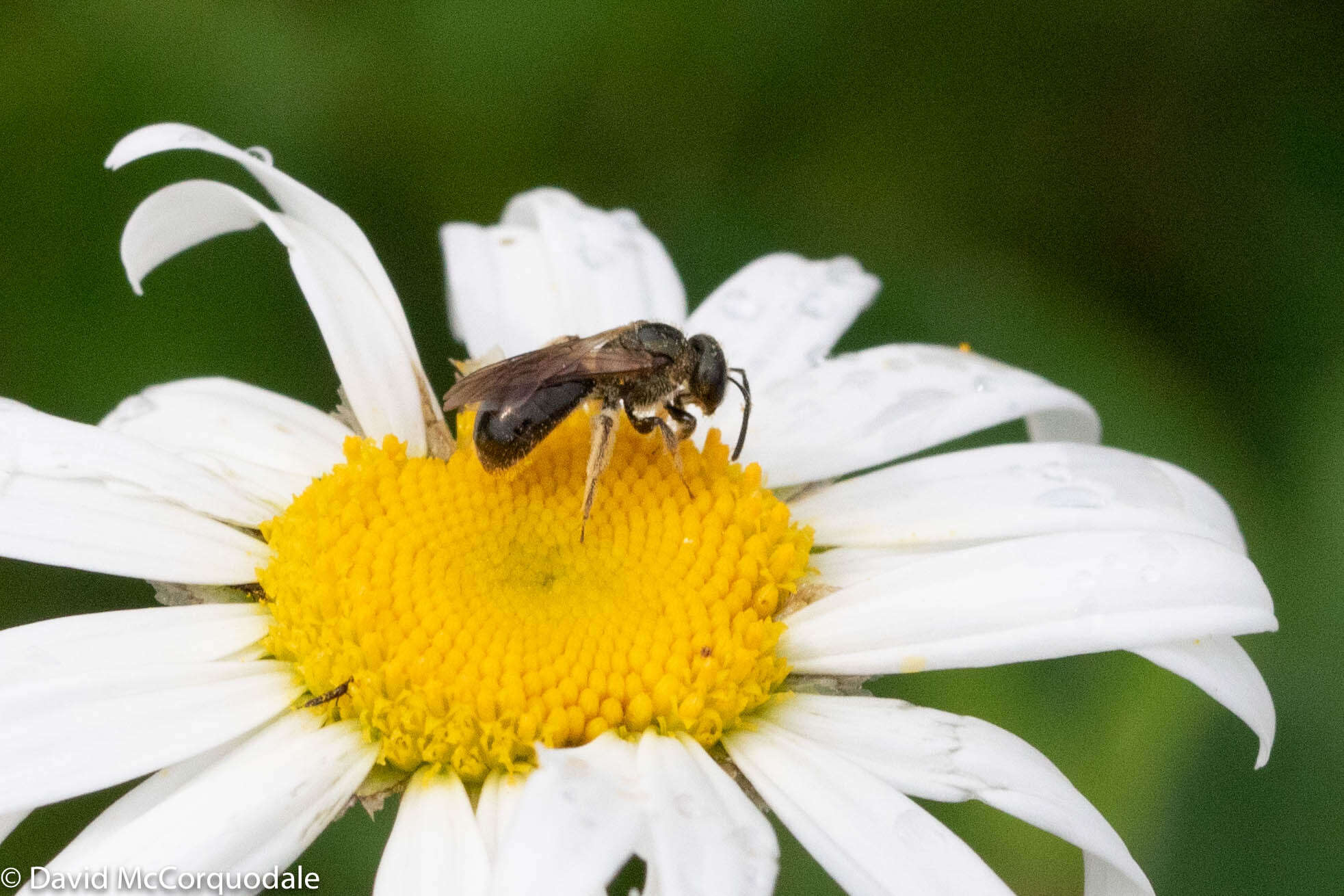 Image of Lasioglossum nigroviride (Graenicher 1911)