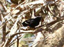 Image of Black-bellied Antwren