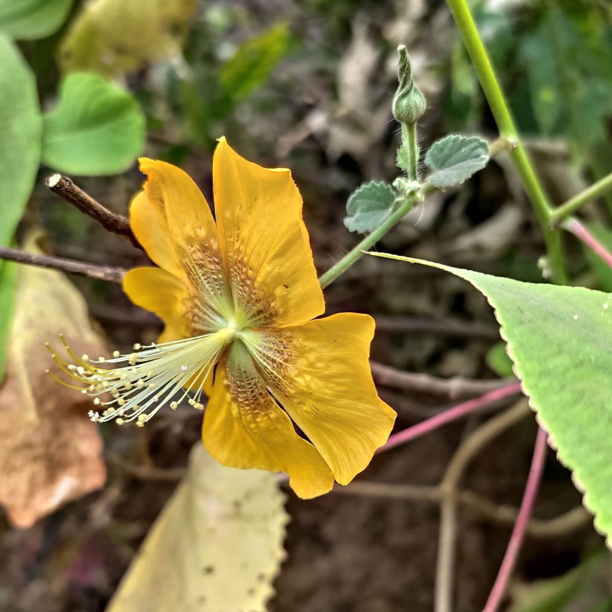 Imagem de Abutilon persicum (Burm. fil.) Merr.