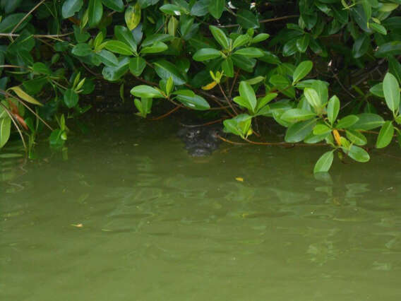 Image of Belize Crocodile