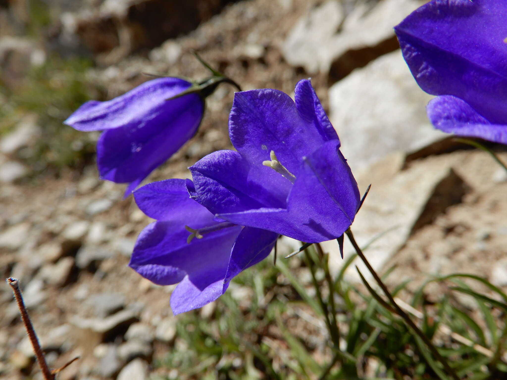 Image of Scheuchzer's Bellflower