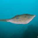 Image of Dottered Filefish