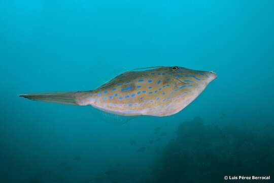Image of Dottered Filefish
