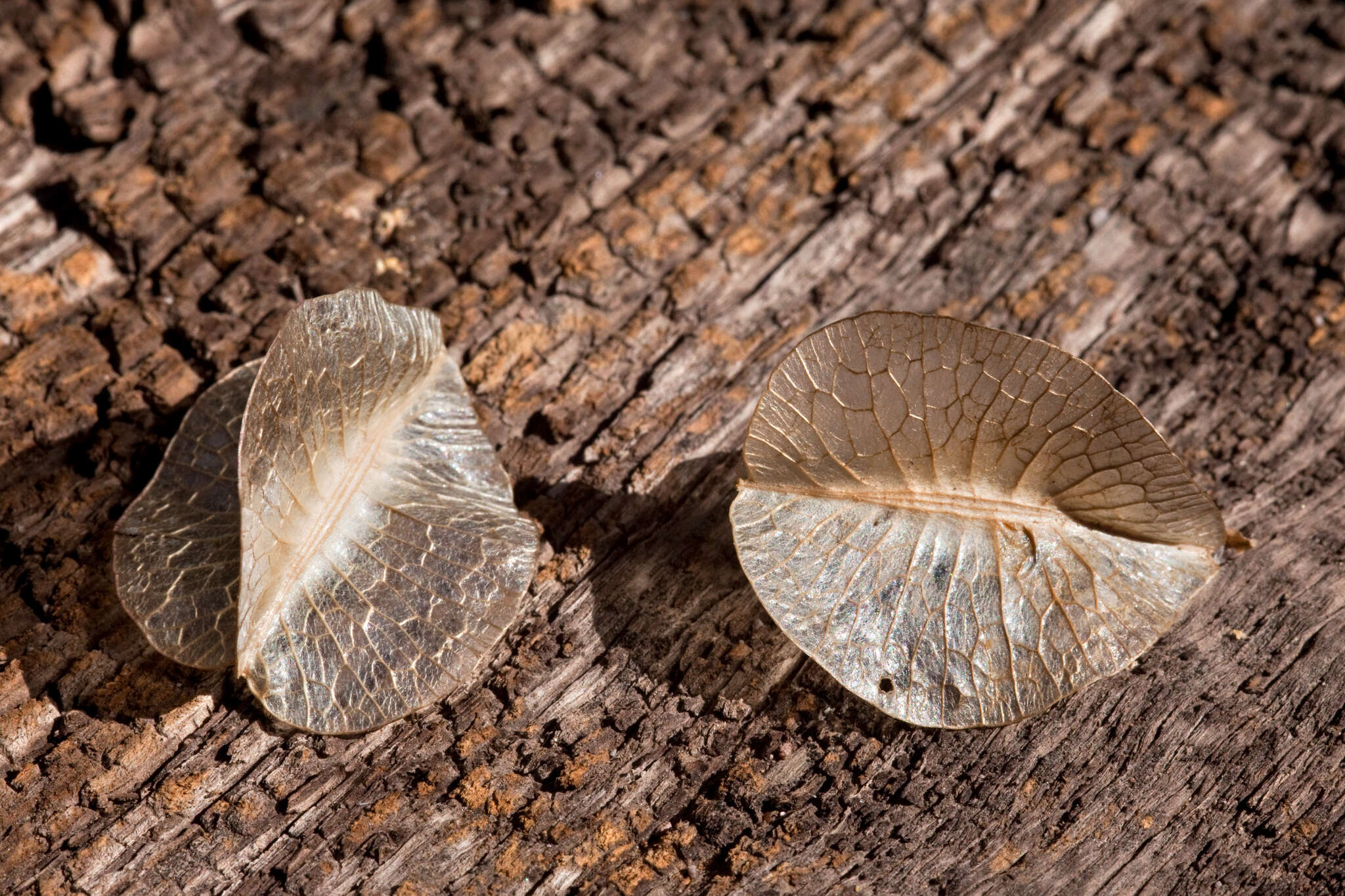 Image of winged sandpuffs