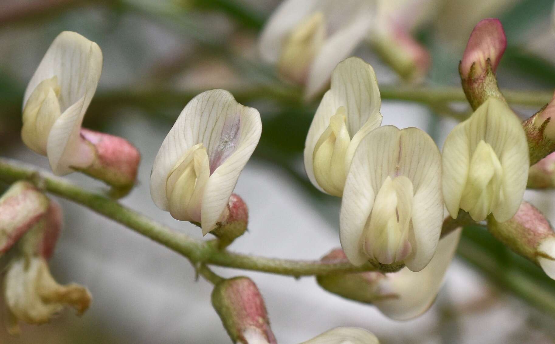 Plancia ëd Astragalus aequalis Clokey