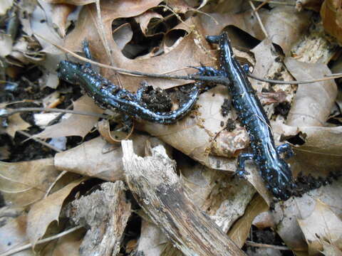 صورة Ambystoma laterale Hallowell 1856