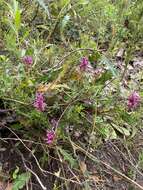 Image of Grevillea quercifolia R. Br.