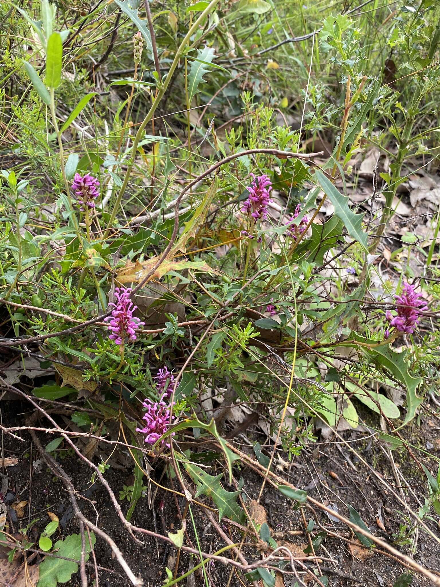 Image of Grevillea quercifolia R. Br.