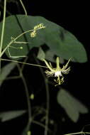 Image of slender passionflower