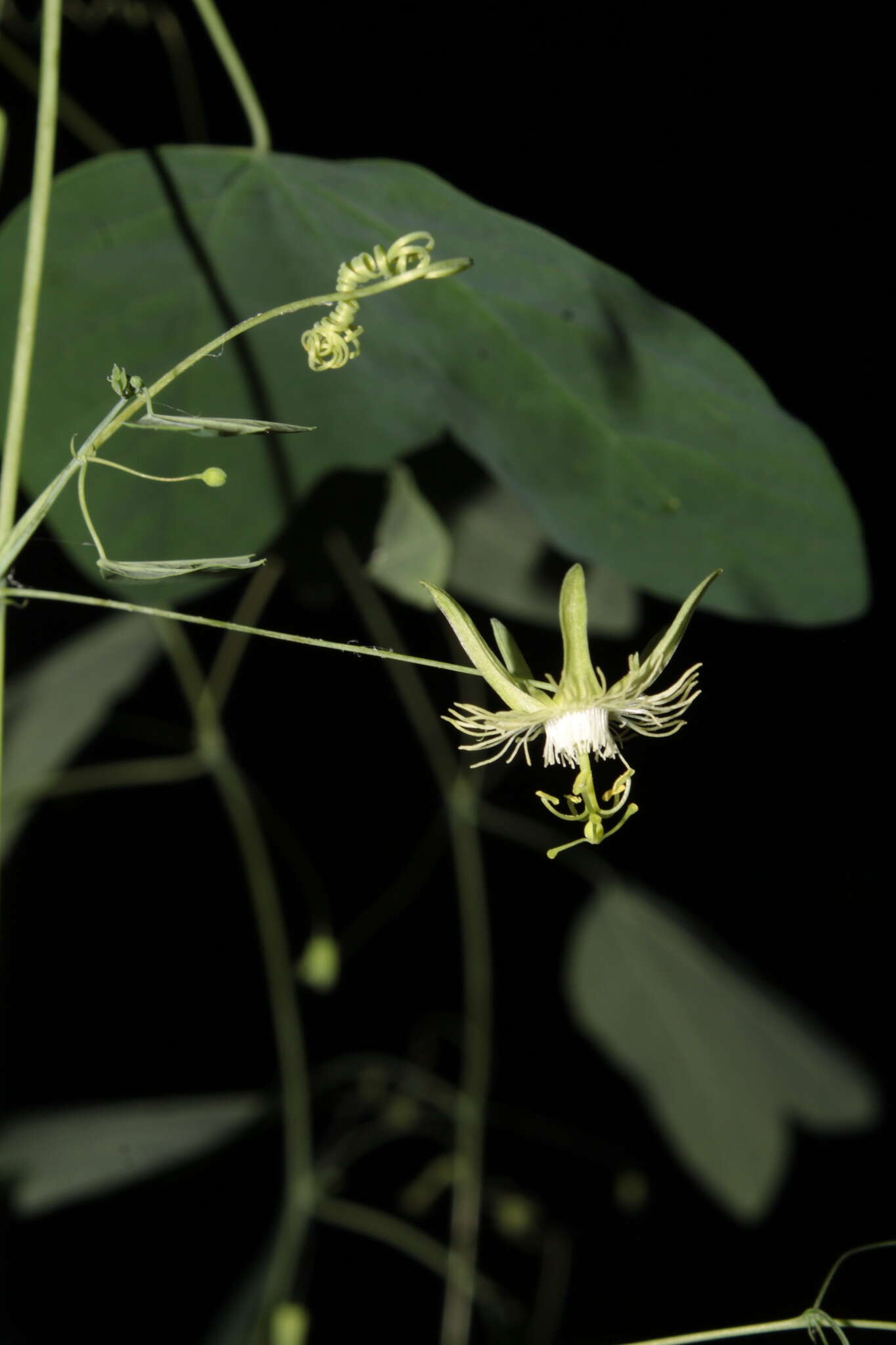 Image of slender passionflower
