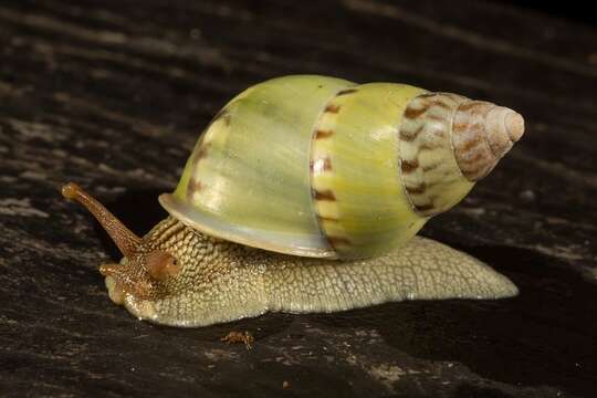 Image de <i>Amphidromus hamatus</i> Fulton 1896