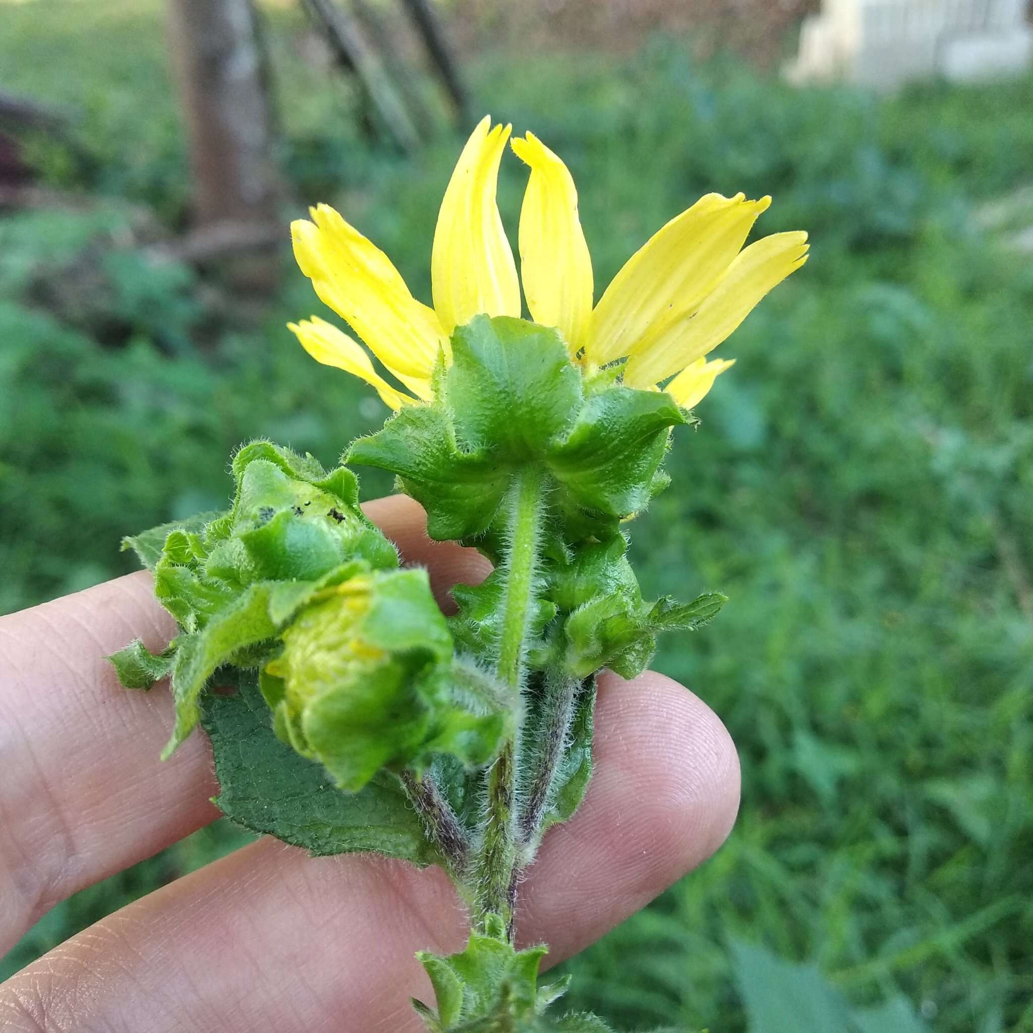 Smallanthus maculatus (Cav.) H. Rob. resmi