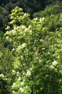 Image of Manna Ash