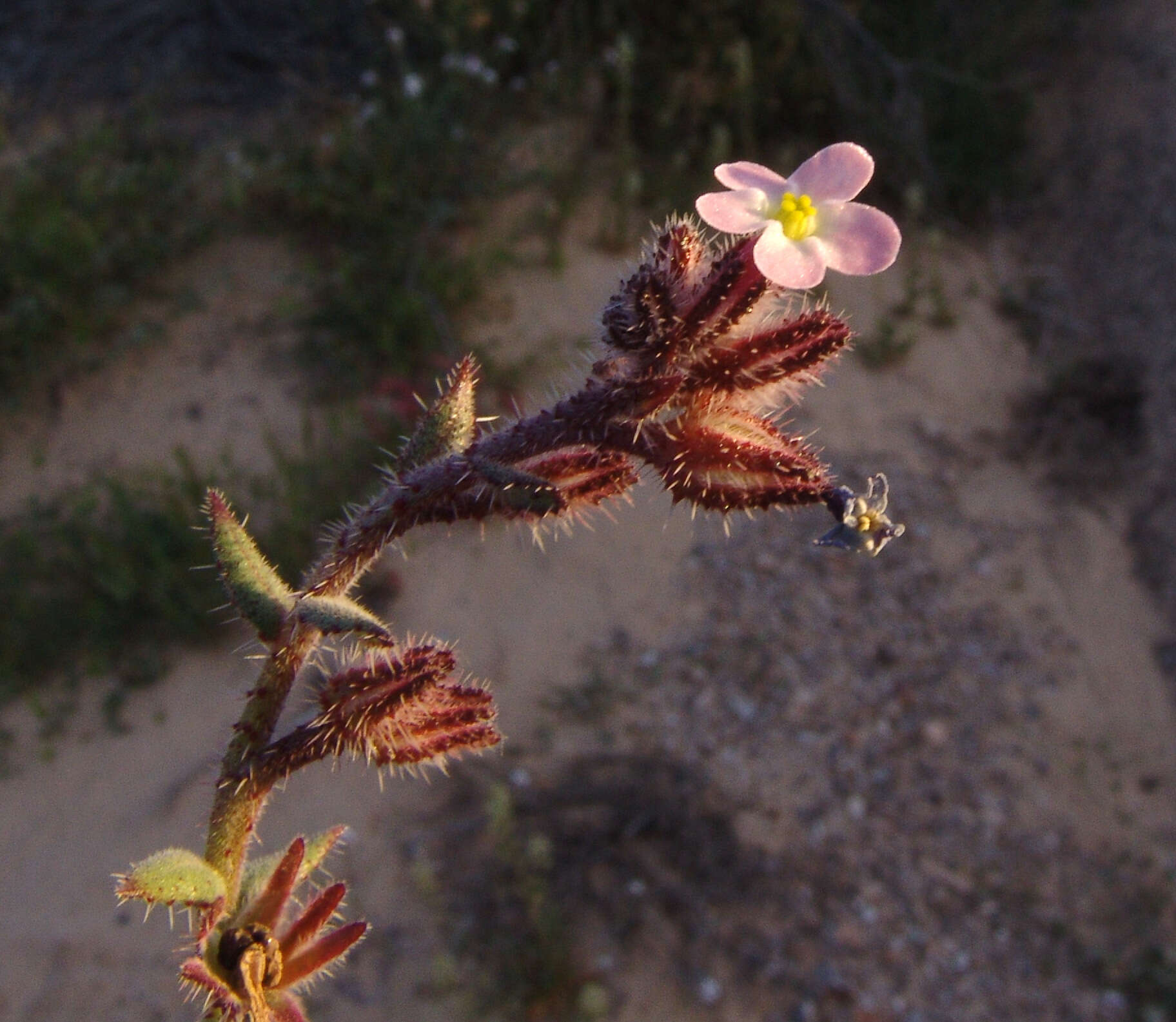 Anchusa milleri Spreng.的圖片