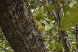 Image of Black-headed Woodpecker