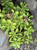 Image of Aeonium lindleyi subsp. viscatum (Bolle) Bañares