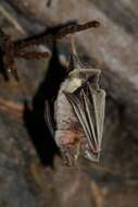 Image of Mediterranean Horseshoe Bat