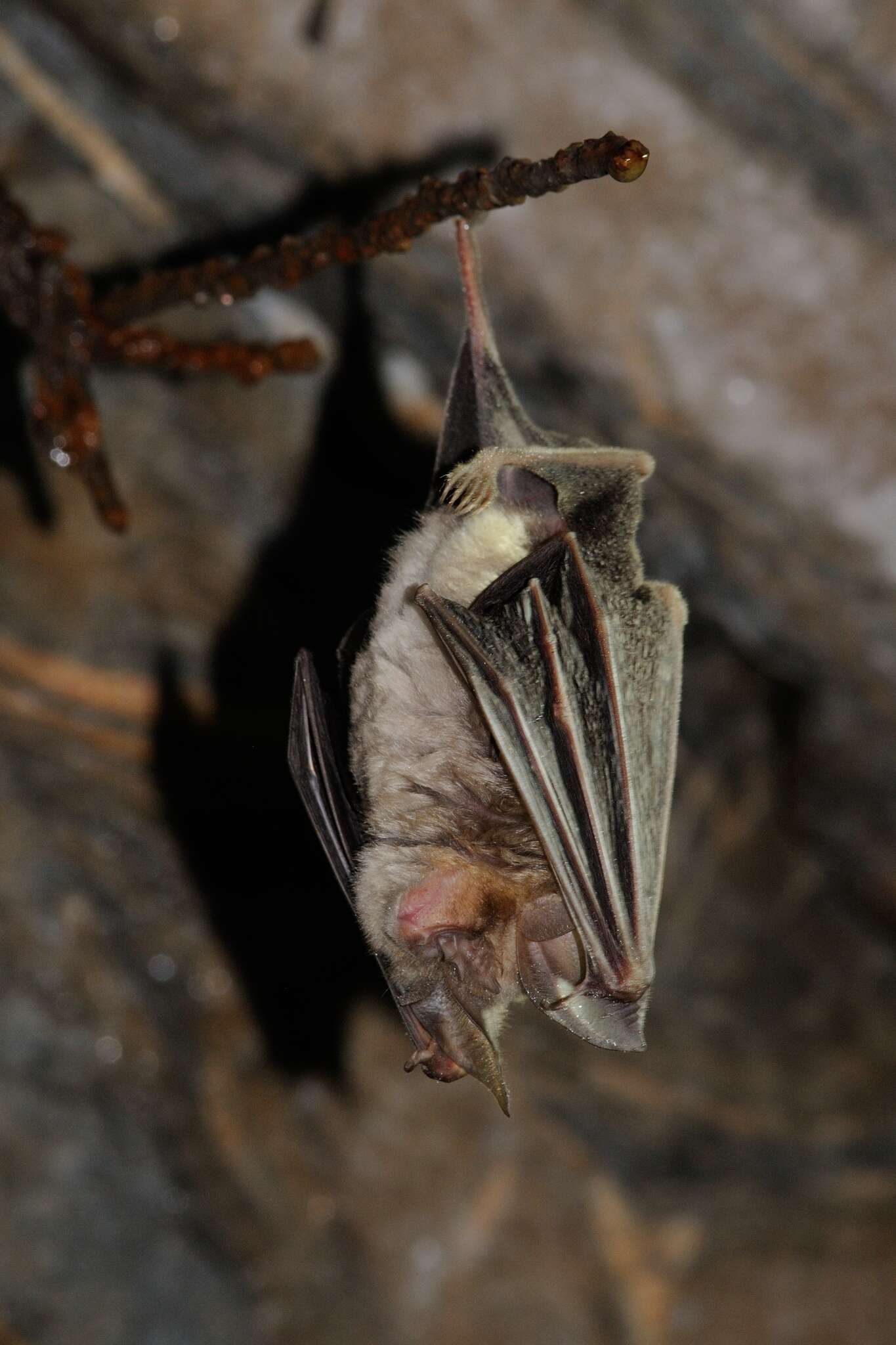 Image of Mediterranean Horseshoe Bat