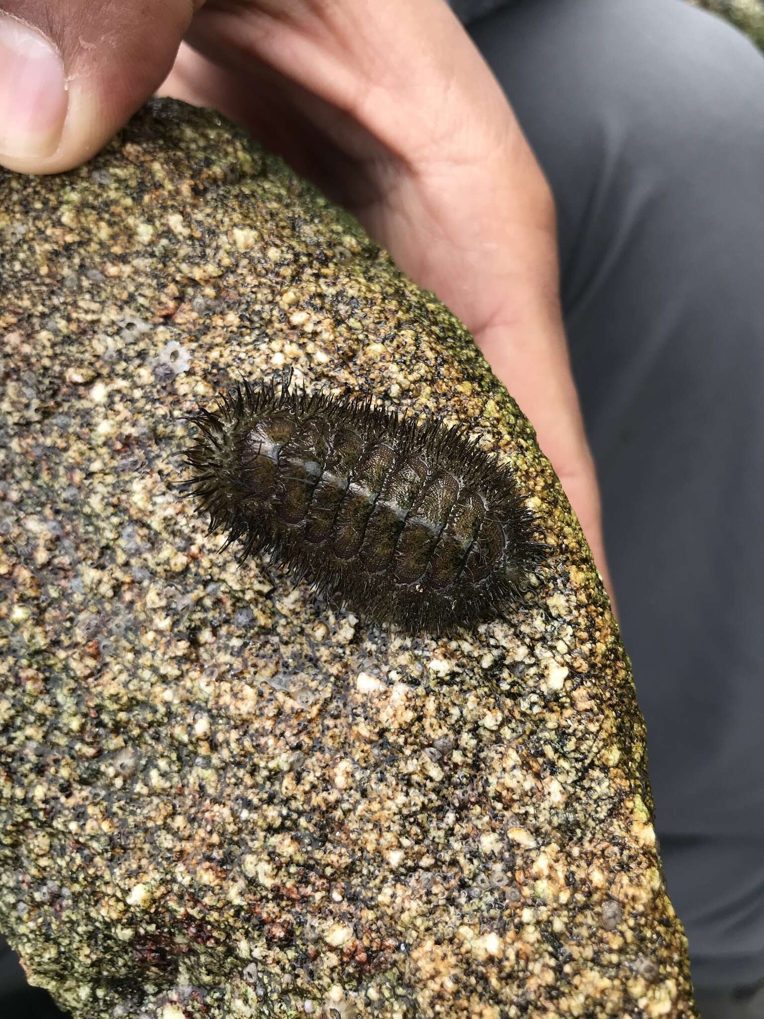 Слика од Chaetopleura peruviana (Lamarck 1819)