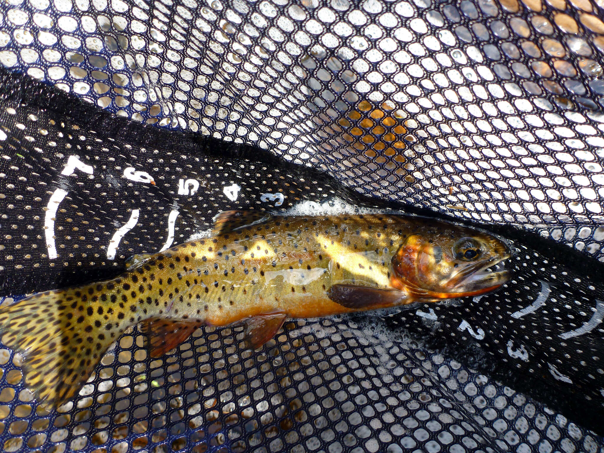 Image of cutthroat trout