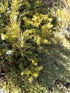 صورة Podocarpus nivalis Hook.