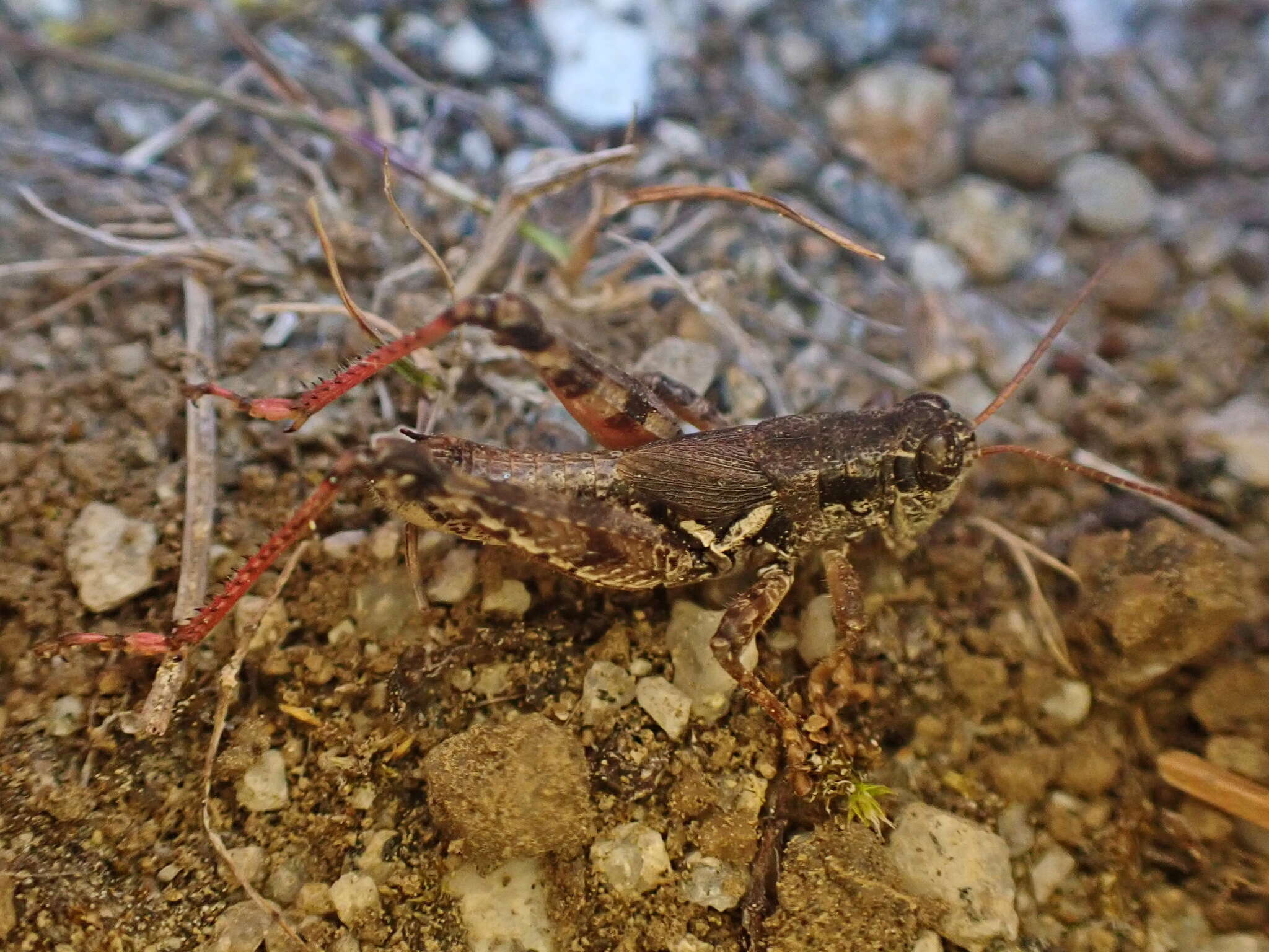 Image of Melanoplus washingtonius (Bruner & L. 1885)