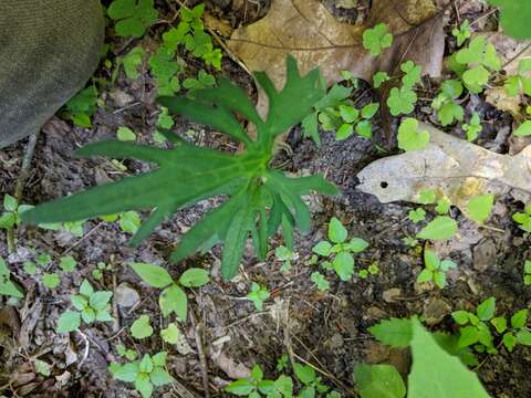 Слика од Viola subsinuata (Greene) Greene